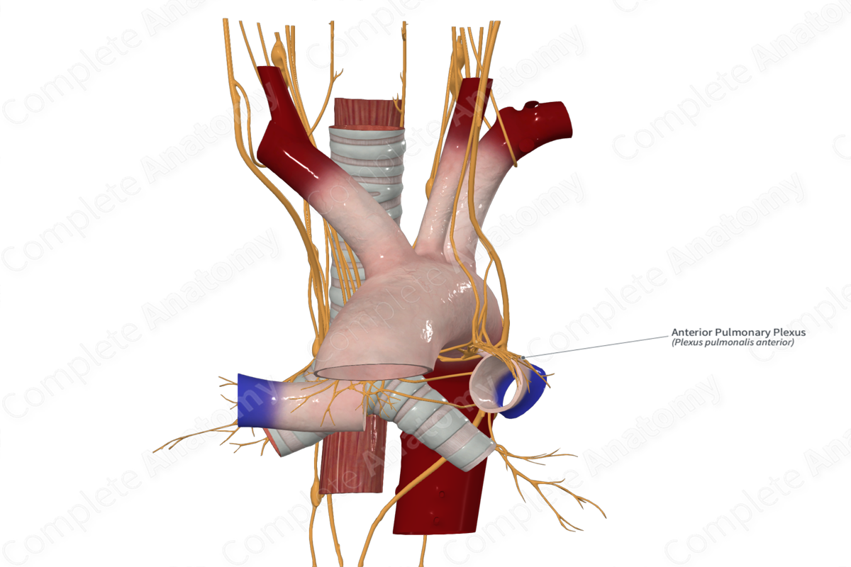 Anterior Pulmonary Plexus 