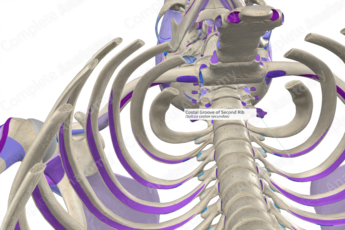 Costal Groove of Second Rib Complete Anatomy