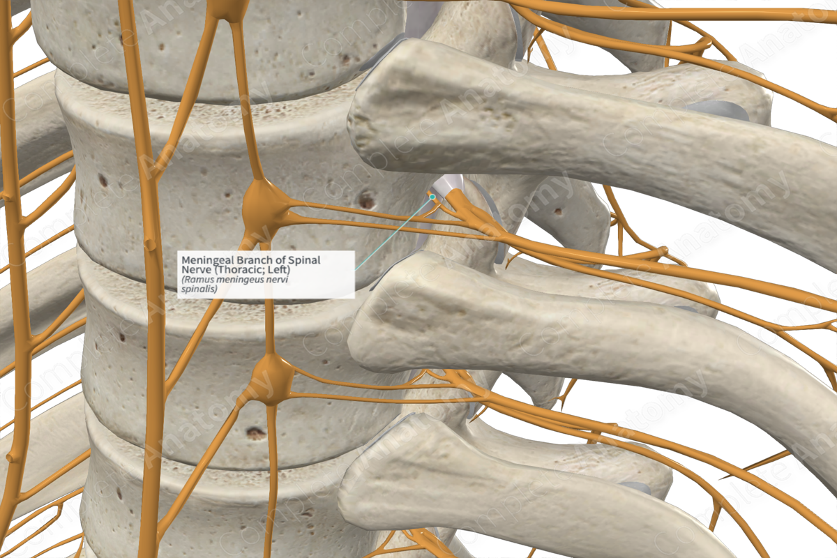 Meningeal Branch of Spinal Nerve (Thoracic; Left)