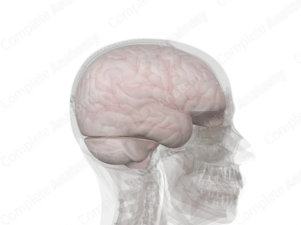 Meningeal Cranial Dura