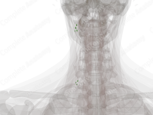 Anterior Internal Jugular Nodes (Left)