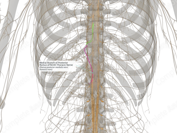 Medial Branch of Posterior Ramus of Ninth Thoracic Nerve (Right)