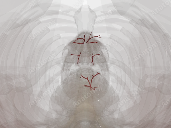 Arteries of Mediastinum