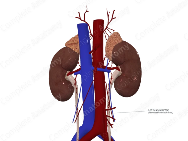 Left Testicular Vein