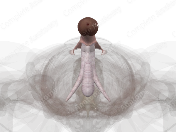 Penis