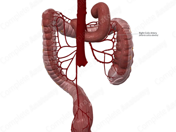 Right Colic Artery
