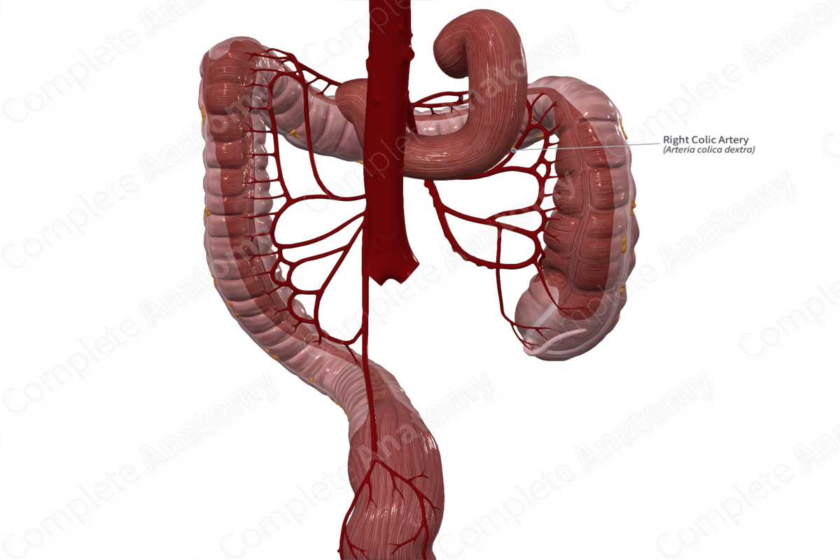 Right Colic Artery