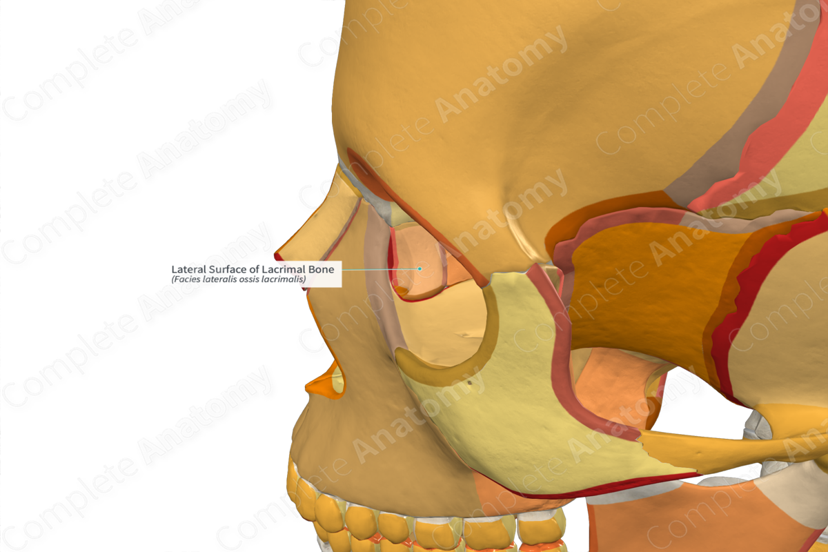 Lateral Surface of Lacrimal Bone
