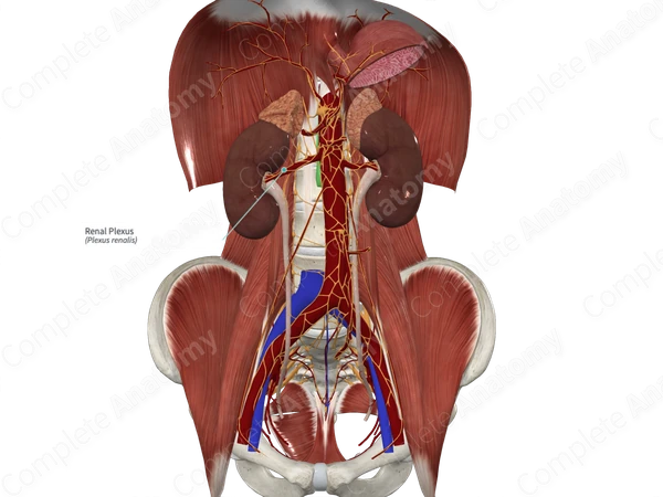 Renal Plexus