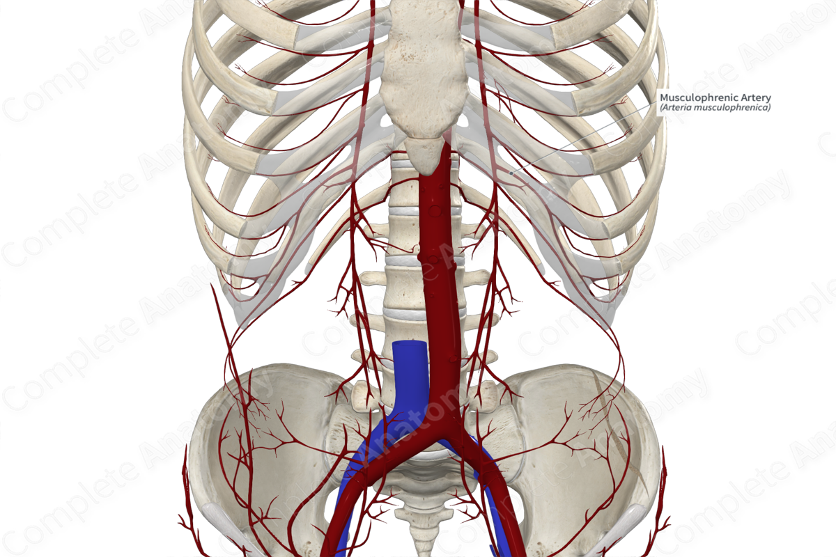 Musculophrenic Artery 