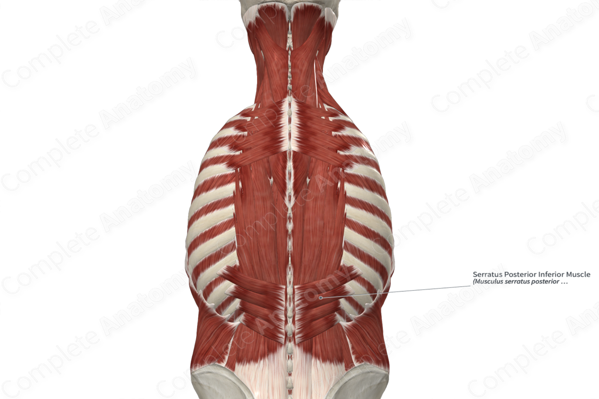 Serratus Posterior Inferior Muscle 