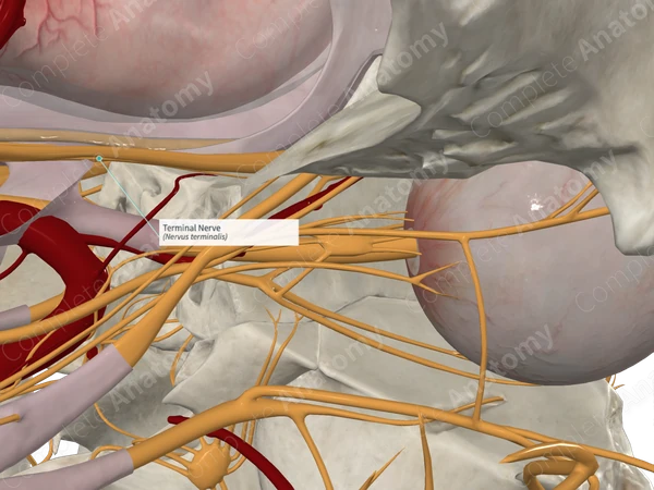 Terminal Nerve