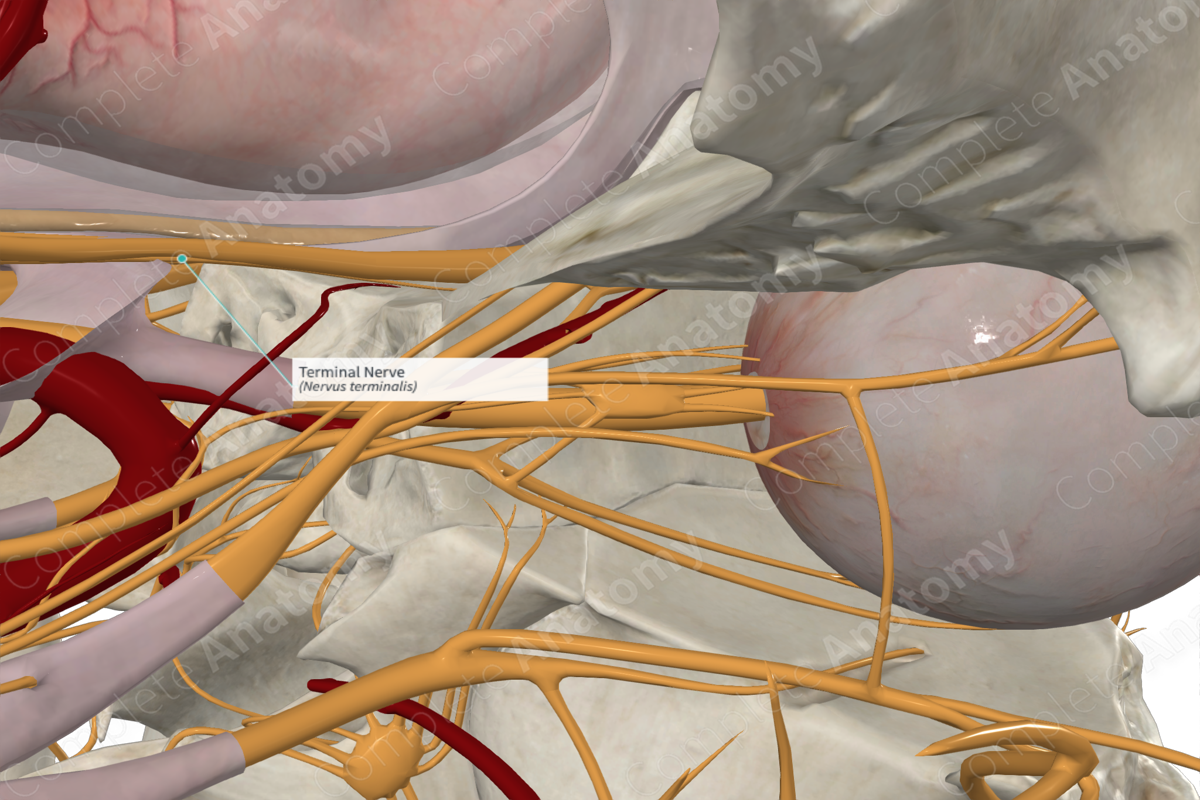 Terminal Nerve 