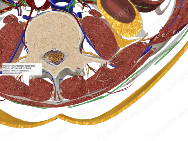 Posterior External Vertebral Venous Plexus (Lumbar)