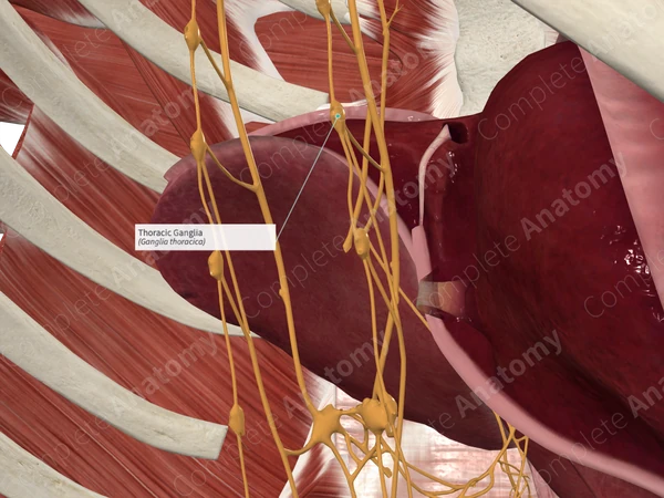 Thoracic Ganglia