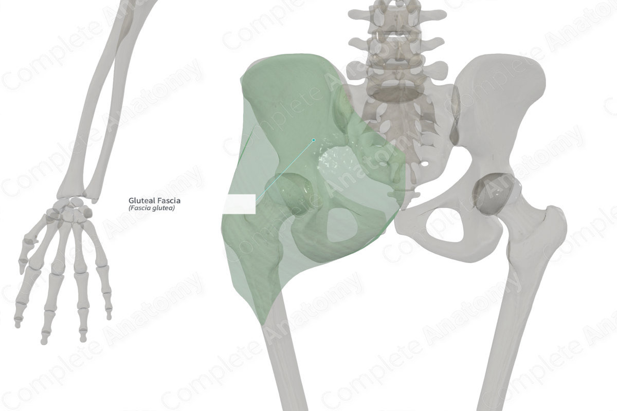Fascia Lata  Complete Anatomy
