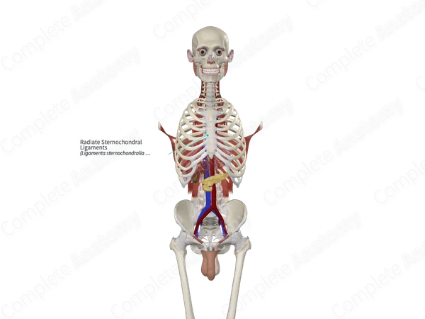 Radiate Sternochondral Ligaments