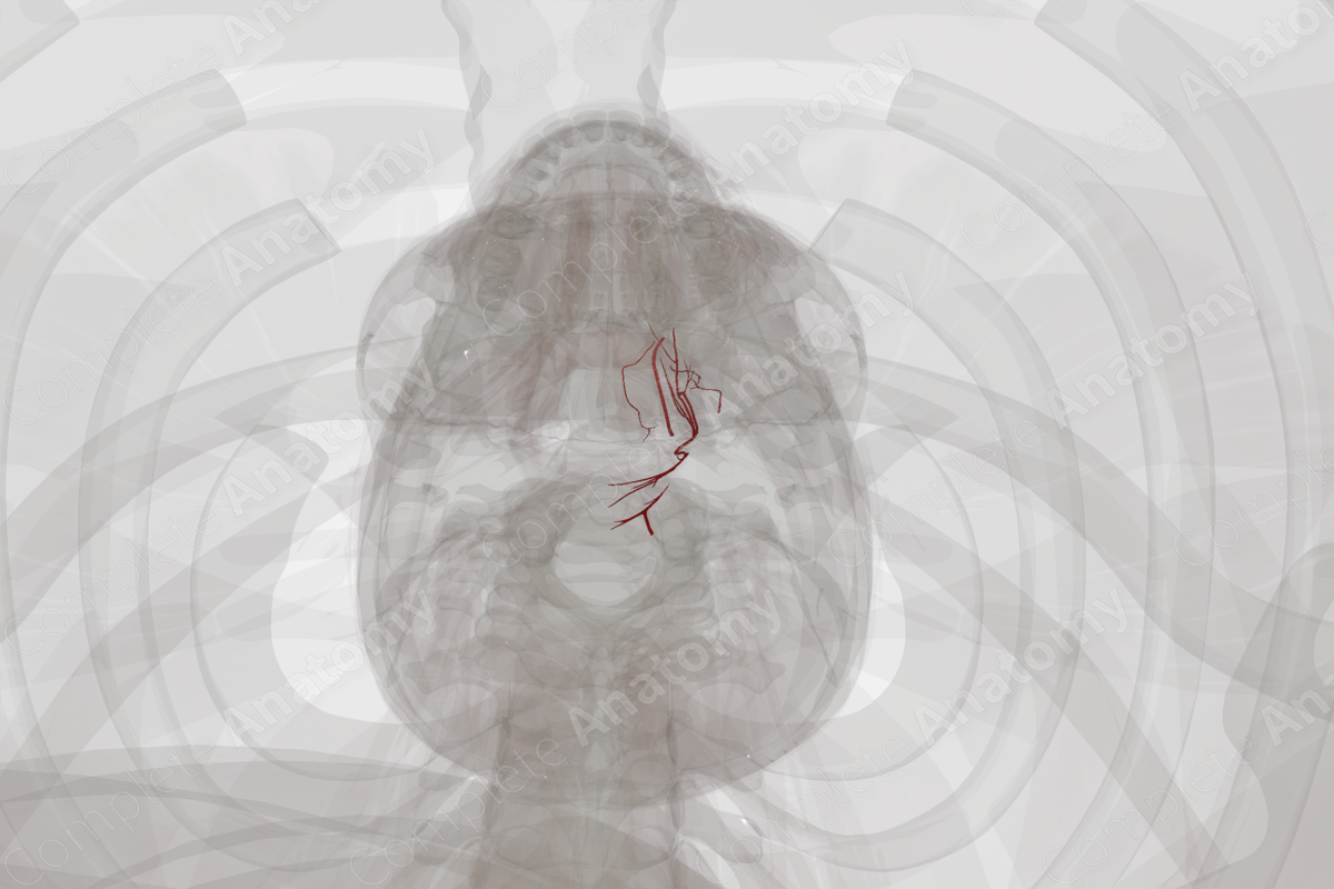 Arteries of Pharynx (Left)