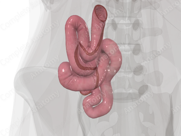 Jejunum