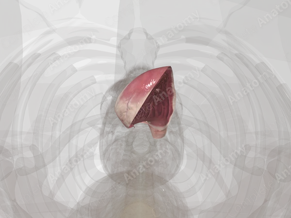 Right Ventricle