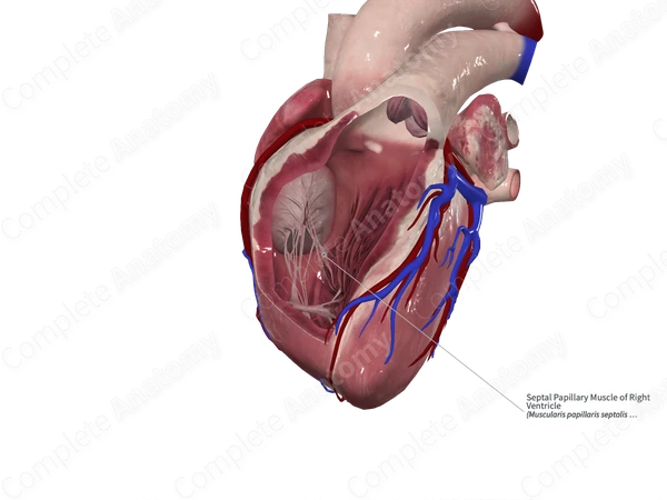 Septal Papillary Muscle of Right Ventricle