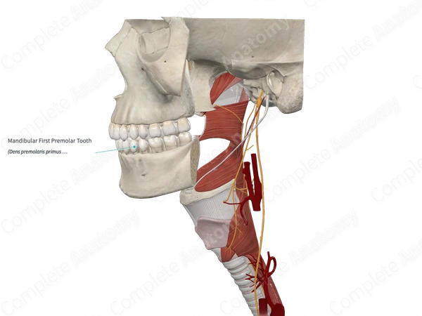 Mandibular First Premolar Tooth