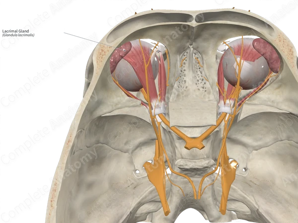 Lacrimal Gland 
