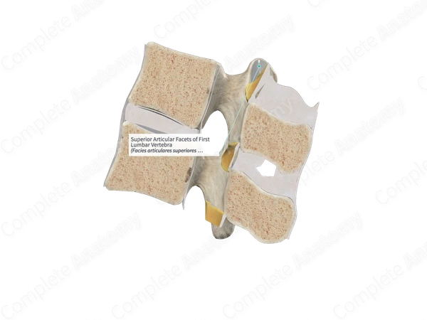 Superior Articular Facets of First Lumbar Vertebra