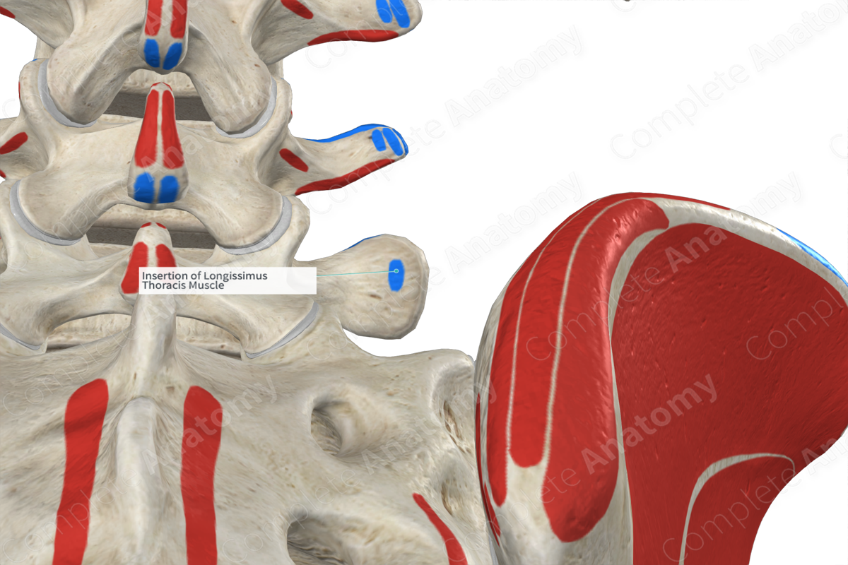 Insertion of Longissimus Thoracis Muscle