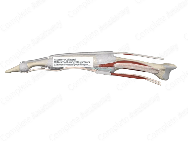 Accessory Collateral Metacarpophalangeal Ligaments 