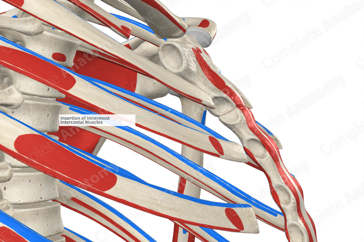 Insertion of Innermost Intercostal Muscles