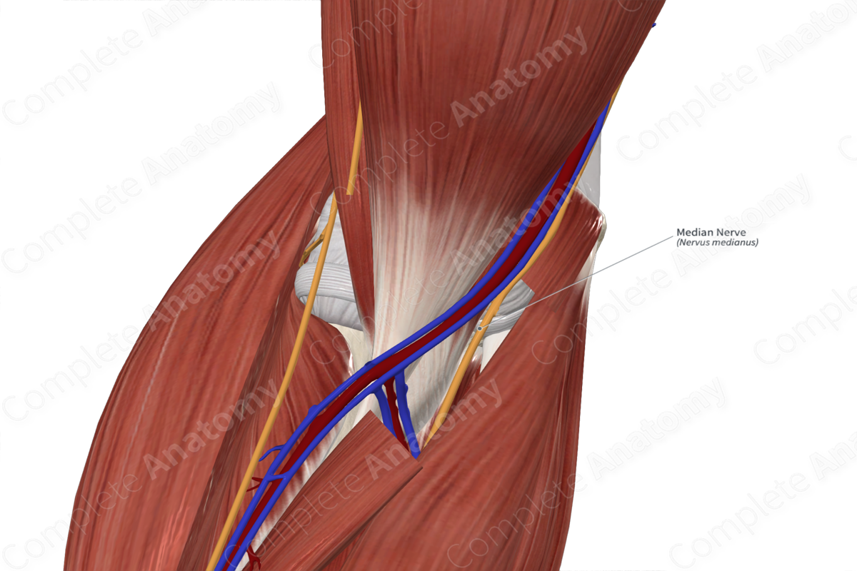 Median Nerve  Complete Anatomy