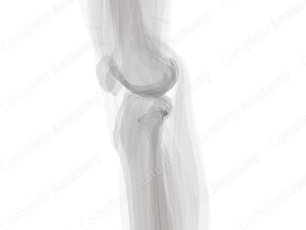 Superior Tibiofibular Joint (Left)