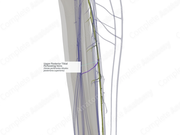 Upper Posterior Tibial Perforating Veins (Left)