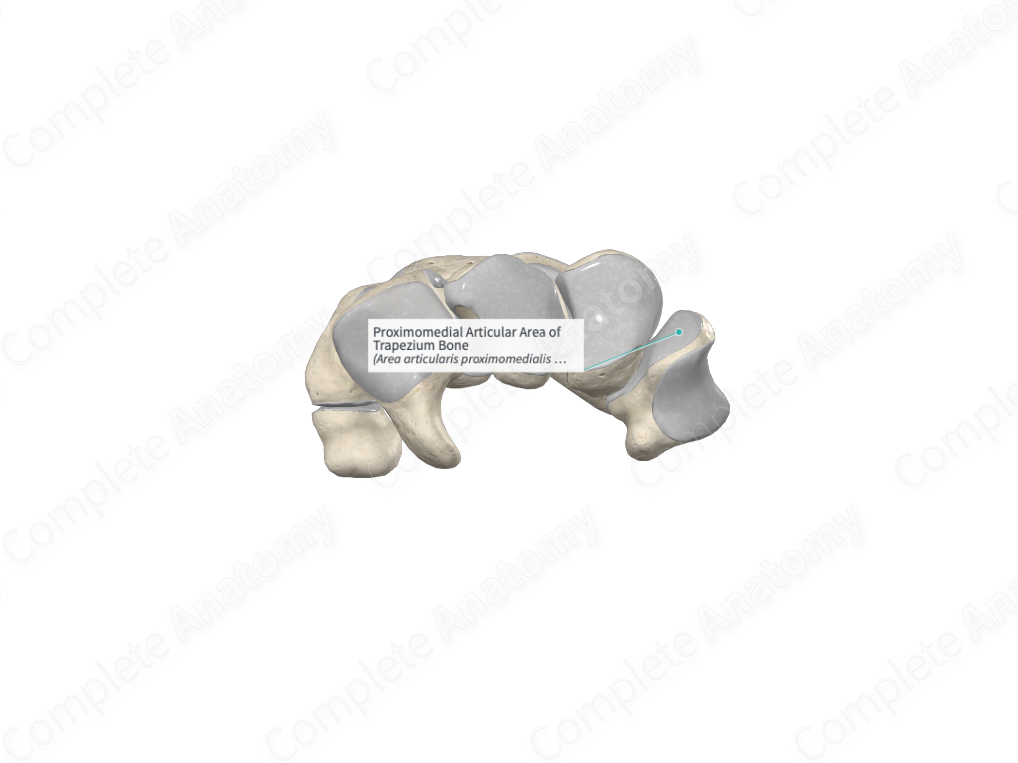 Proximomedial Articular Area of Trapezium Bone | Complete Anatomy
