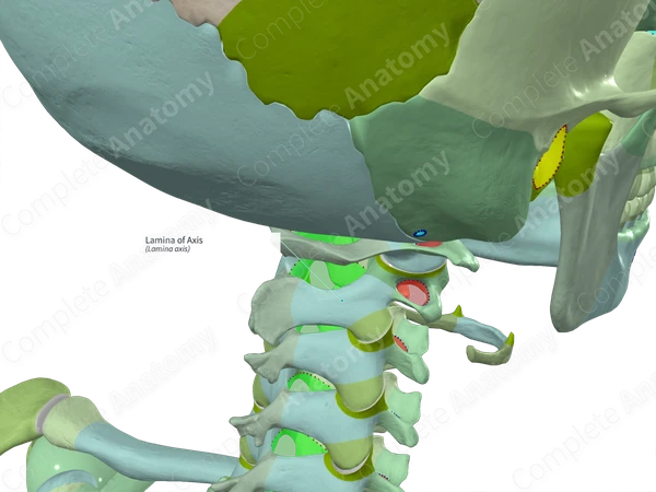 Lamina of Axis (Left)