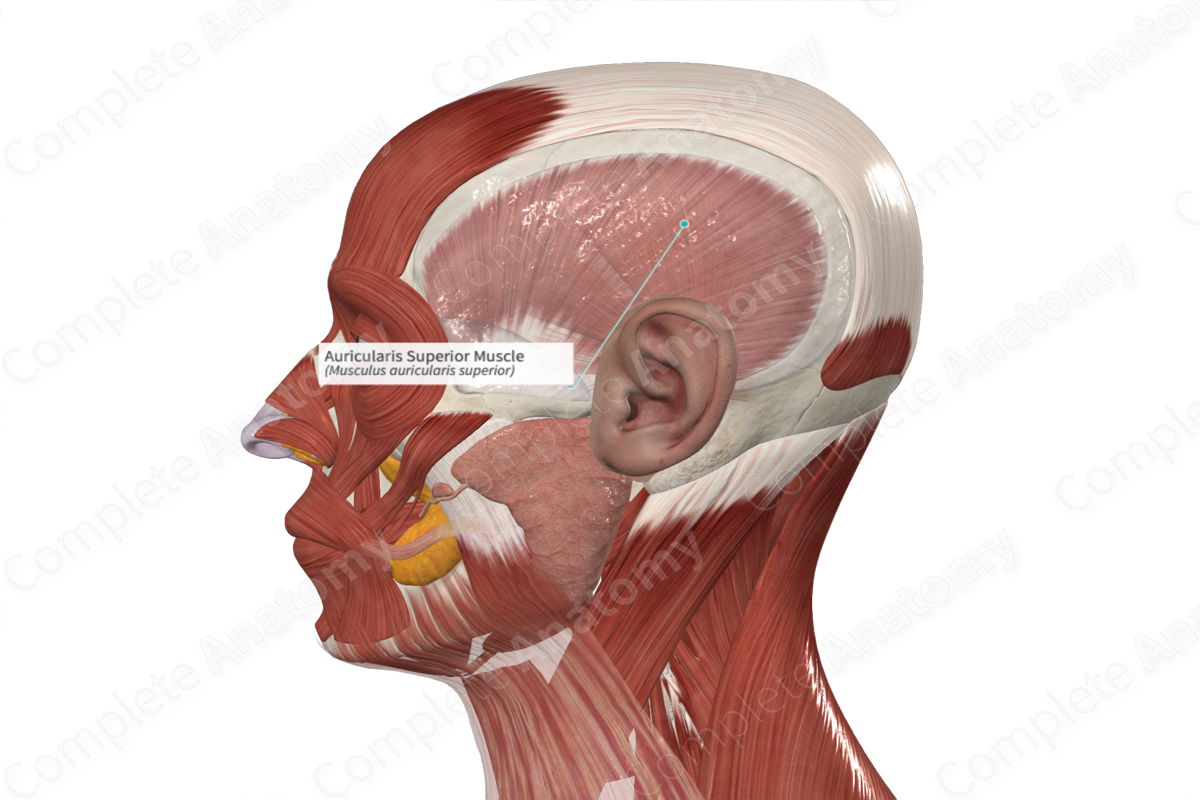 Auricularis Superior Muscle 