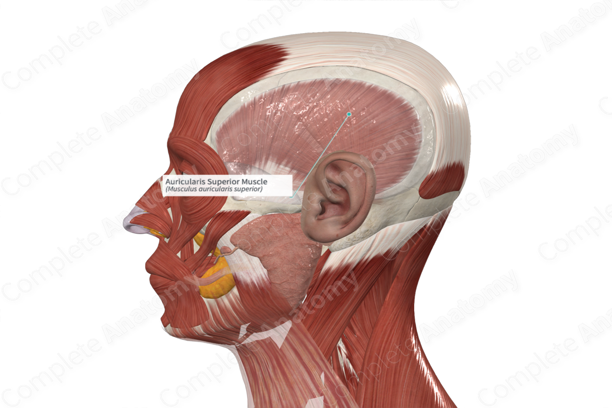 Auricularis Superior Muscle Complete Anatomy