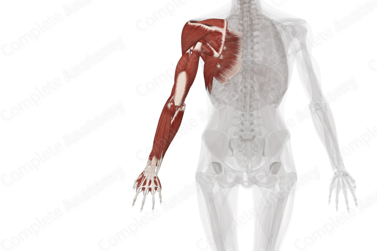 Muscles of Upper Limb (Left) Biology Diagrams