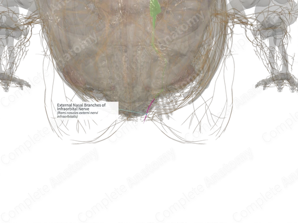 External Nasal Branches of Infraorbital Nerve (Right)