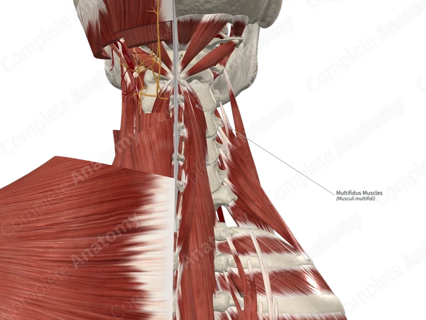 Multifidus Muscles