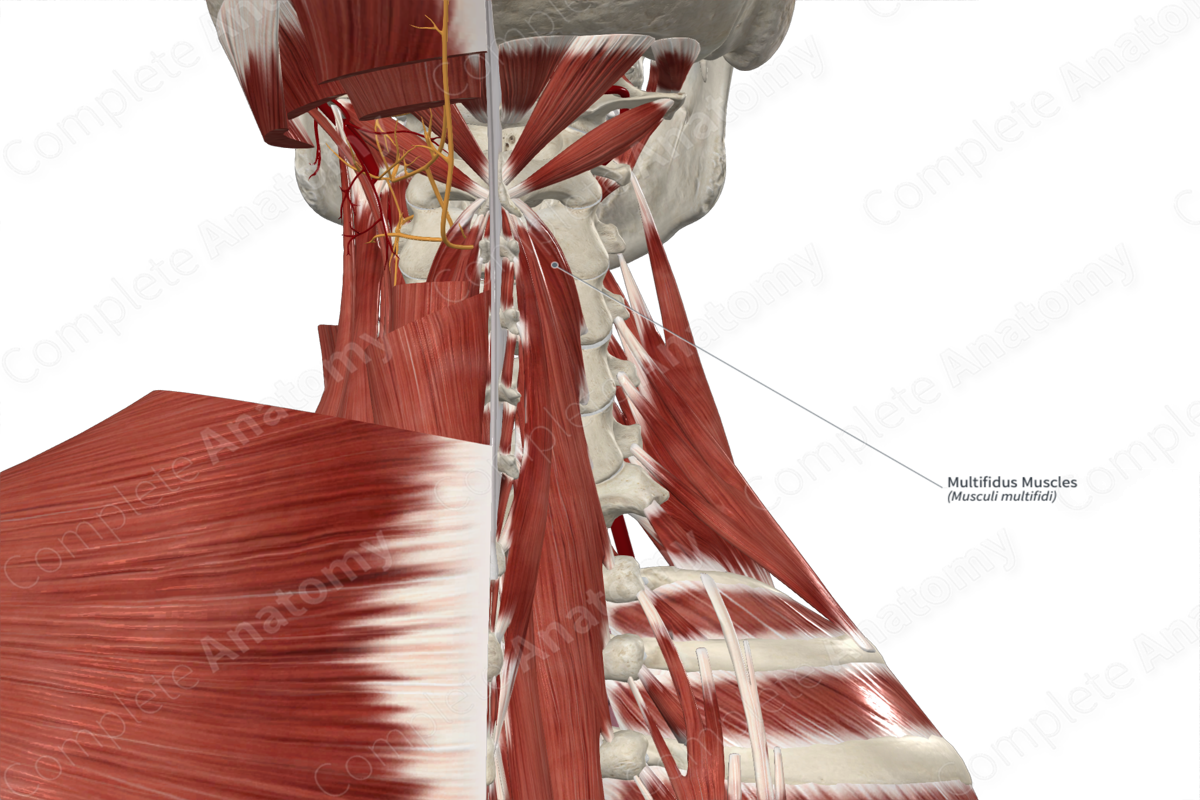 Multifidus Muscles 