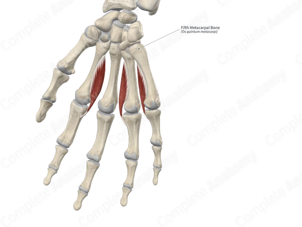 Fifth Metacarpal Bone
