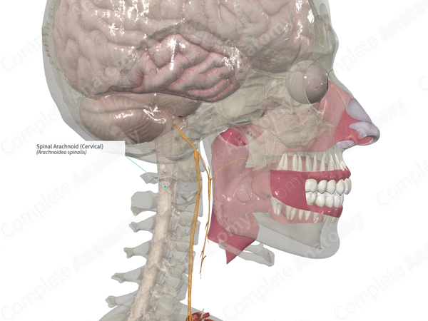 Spinal Arachnoid (Cervical)