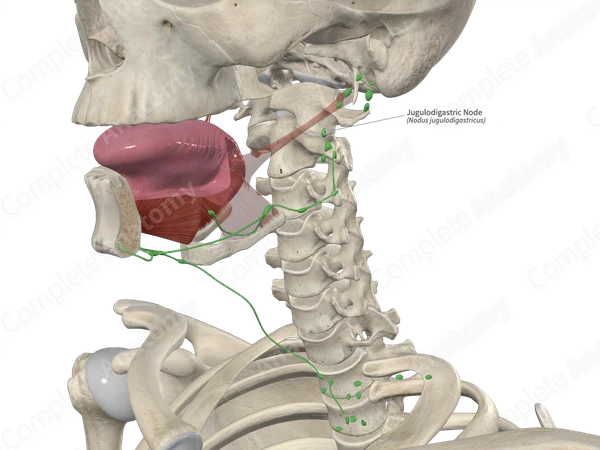 Jugulodigastric Node