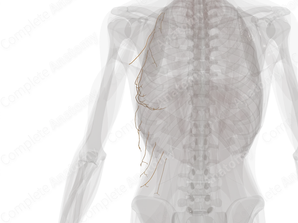Lateral Cutaneous Branches of Intercostal Nerves (Left)