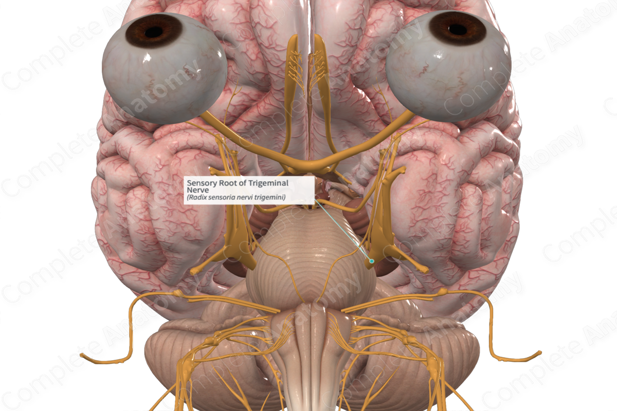 Sensory Root of Trigeminal Nerve 