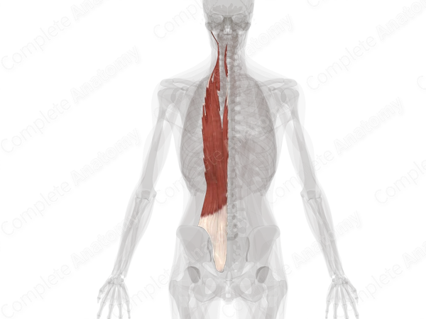 Erector Spinae (Left)