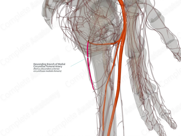 Descending Branch of Medial Circumflex Femoral Artery (Right)