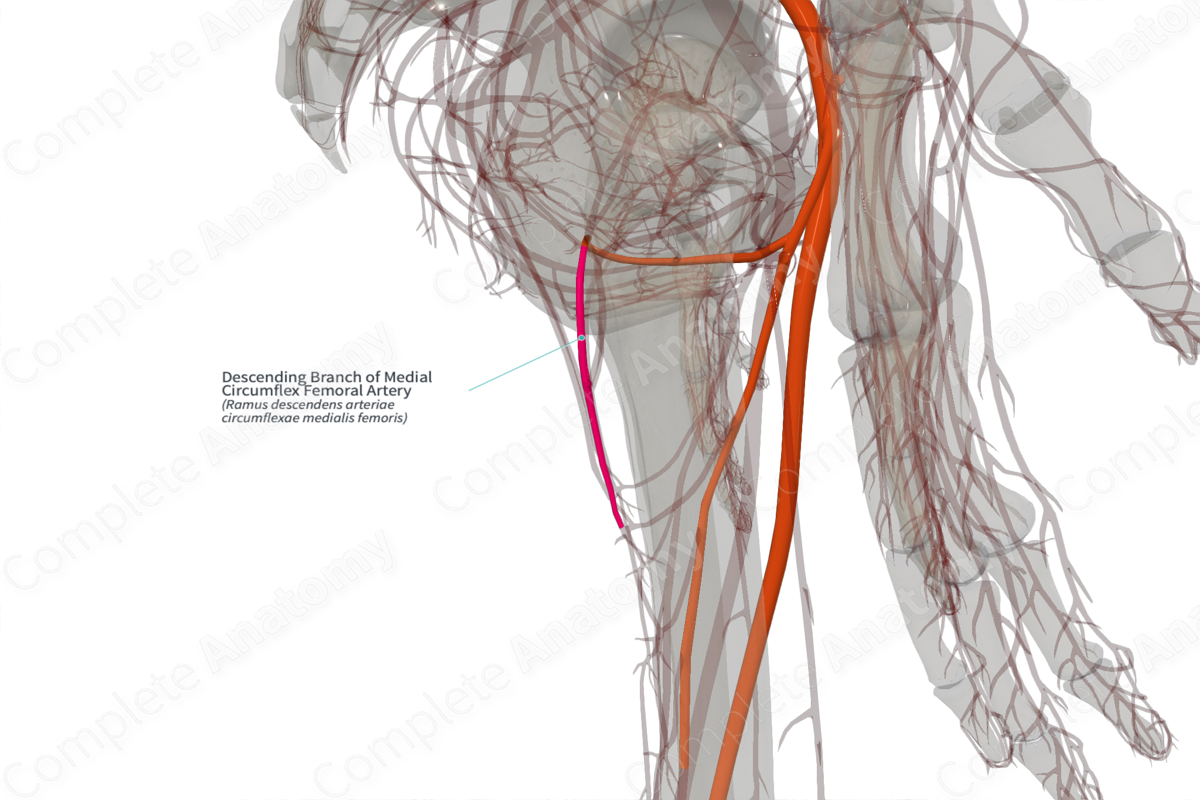 Descending Branch of Medial Circumflex Femoral Artery (Right)
